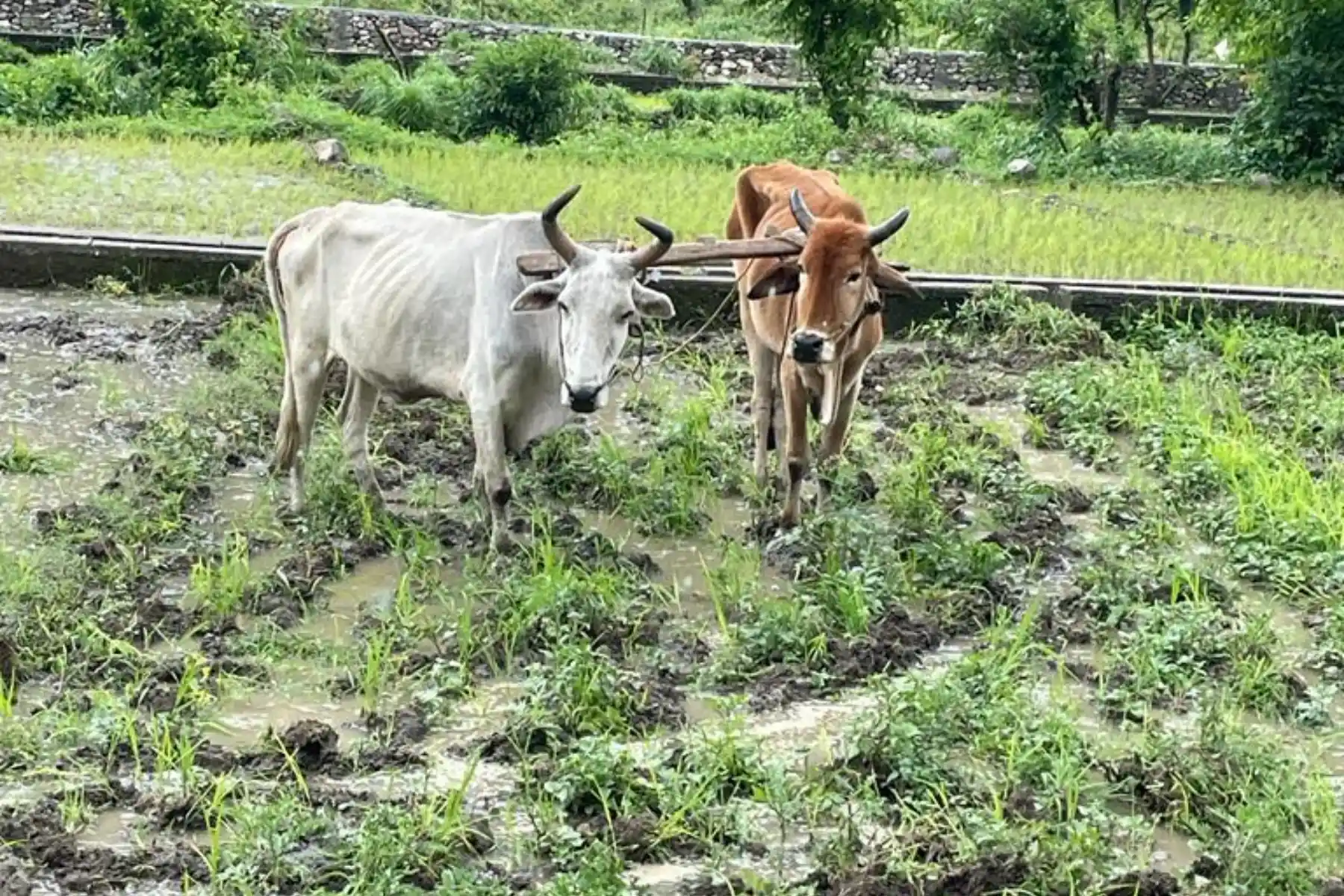 VILLAGE WALKS
